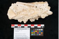 Foto (Objekt + Etikett) von Plantae indet.  (NHMW-GEO-2024-0188-11378)